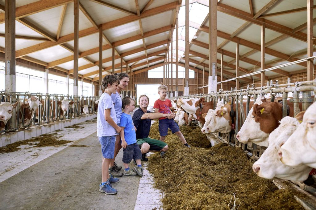 Kühe Bauernhoftiere Bauernhofurlaub